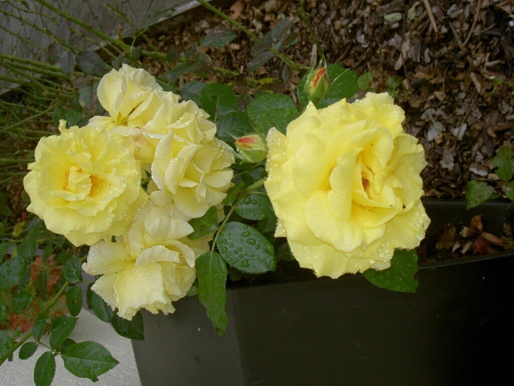 Blumengruß aus Mettenheim